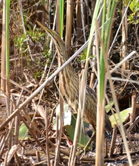 Botaurus lentiginosus