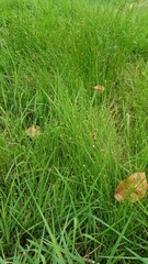 Eleocharis obtusa