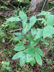Uvularia grandiflora