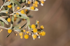 Acacia melleodora