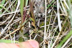 Gentianopsis virgata