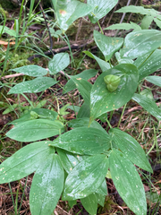 Uvularia grandiflora