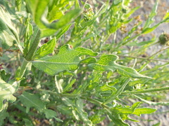 Helianthus laciniatus