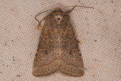 Protorthodes