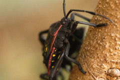 Pachylis pharaonis