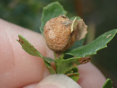 Rhopalomyia californica