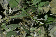 Paravaejovis spinigerus