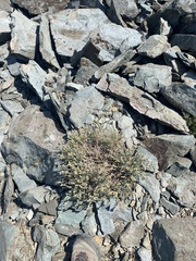 Artemisia albicans