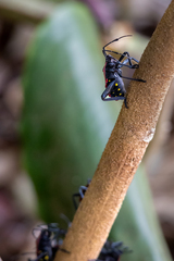 Pachylis pharaonis