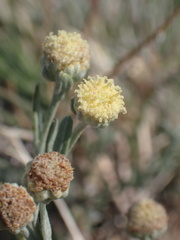 Artemisia albicans