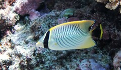 Chaetodon trifascialis