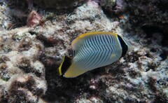 Chaetodon trifascialis