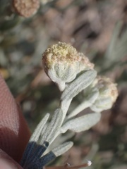 Artemisia albicans