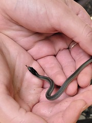 Thamnophis atratus