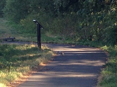 Sciurus carolinensis