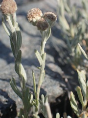 Artemisia albicans