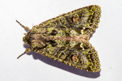 Ichneutica plena