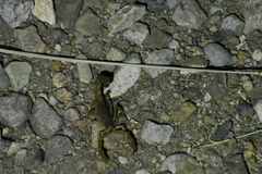 Paravaejovis spinigerus