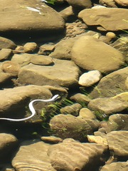 Thamnophis atratus