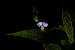 Commelina