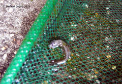 Salamandrina perspicillata