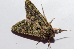 Ichneutica plena