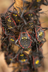 Pachylis pharaonis