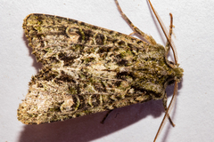 Ichneutica plena