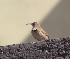 Upucerthia dumetaria