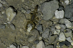 Paravaejovis spinigerus