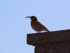 Upucerthia dumetaria