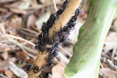 Pachylis pharaonis