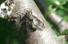 Platystoma seminationis