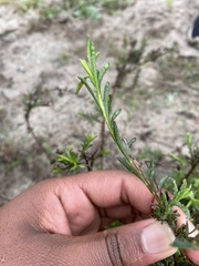 Diosma hirsuta