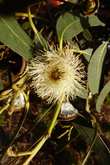 Eucalyptus globulus globulus