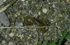 Paravaejovis spinigerus