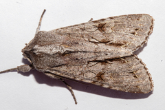 Ichneutica ustistriga