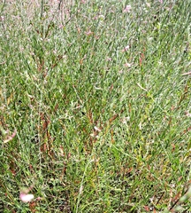 Oenothera lindheimeri