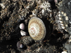 Nacella clypeater