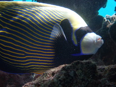 Pomacanthus imperator