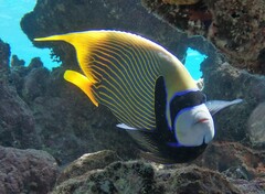 Pomacanthus imperator