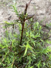 Diosma hirsuta