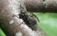 Platystoma seminationis