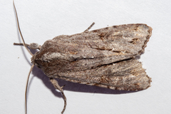 Ichneutica ustistriga
