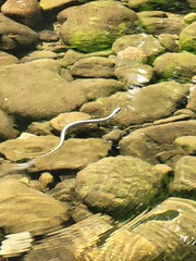 Thamnophis atratus