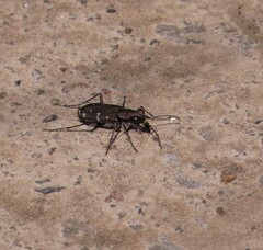Cicindela duodecimguttata