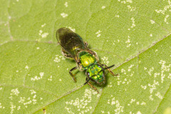 Augochlora pura