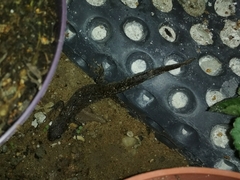 Triturus cristatus