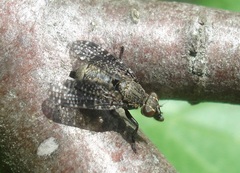 Platystoma seminationis