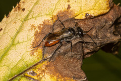 Astata